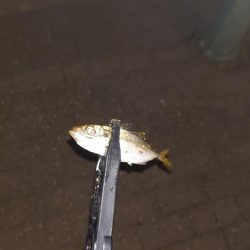 お久しぶりです！