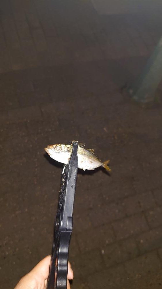 お久しぶりです!