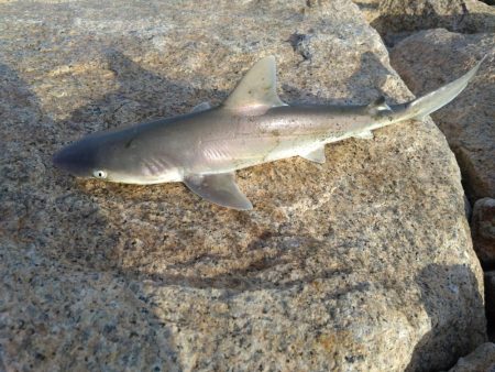 予想外の来訪魚