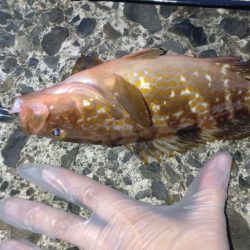 エギングのち泳がせ