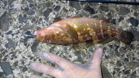 エギングのち泳がせ