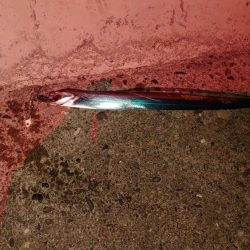 今年初タチウオ