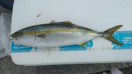 のませでハマチ2本