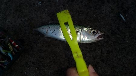 アジングとサーベリングだったのですが、、、