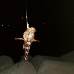 一週間前と違ってアジが留守？