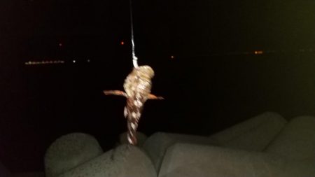 一週間前と違ってアジが留守？