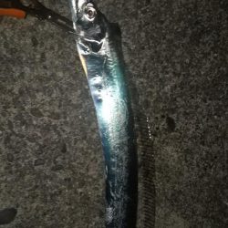 3度目の太刀魚チャレンジ成功しました。