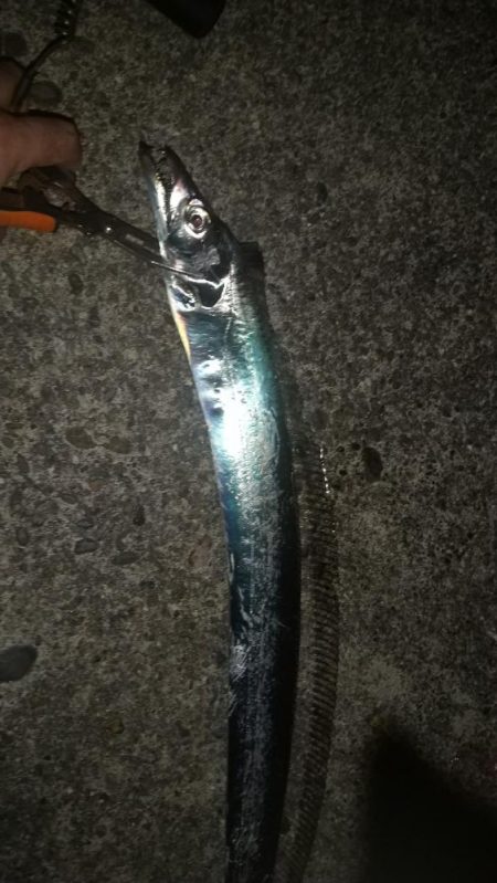 3度目の太刀魚チャレンジ成功しました。