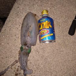 大きくなってきてます