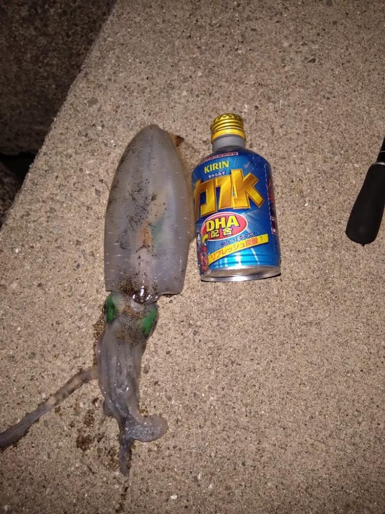 大きくなってきてます