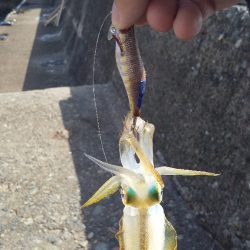 久しぶりのエギング