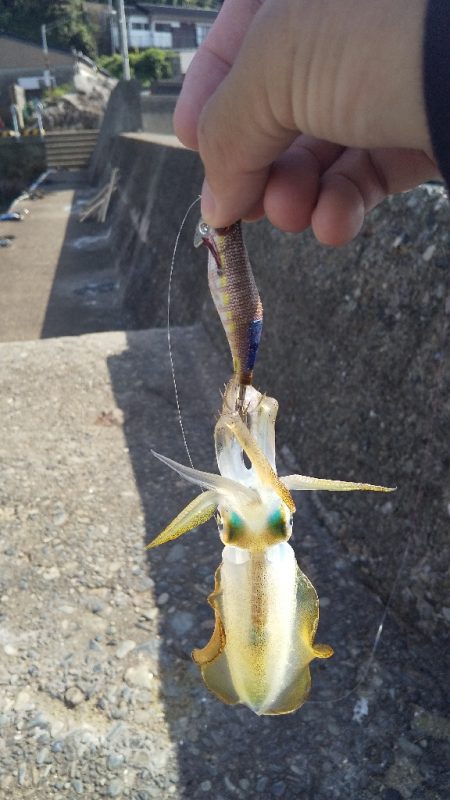 久しぶりのエギング