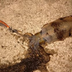 昼からエギング