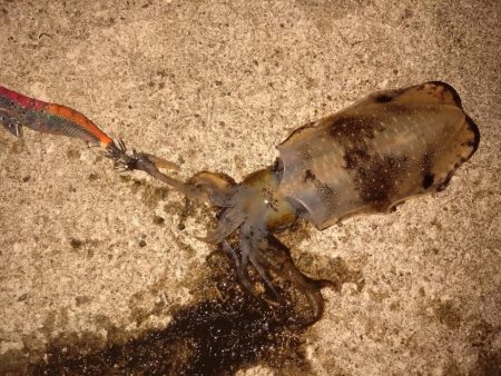 昼からエギング