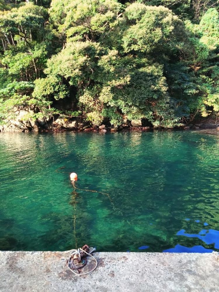 リベンジエギング