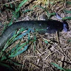 夜ナマズ