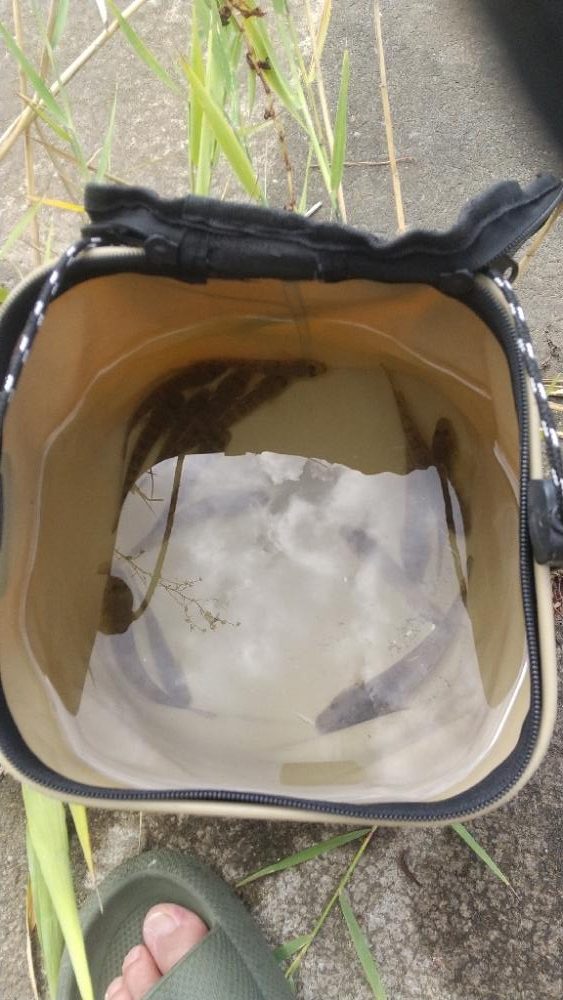 ハゼは裏切らない…