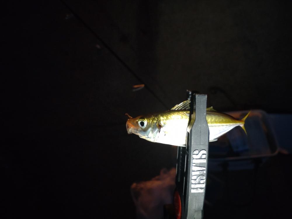 助松埠頭アジング