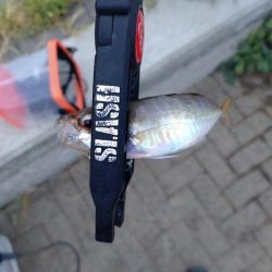 シーサイドコスモアジング＋サヨリ釣り