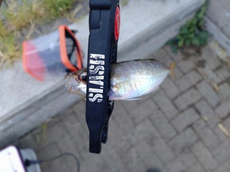 シーサイドコスモアジング＋サヨリ釣り