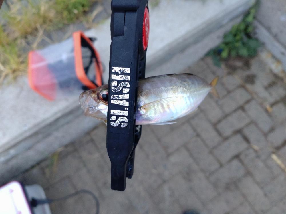 シーサイドコスモアジング＋サヨリ釣り