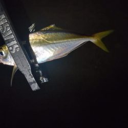 汐見埠頭アジング