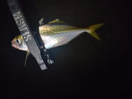 汐見埠頭アジング