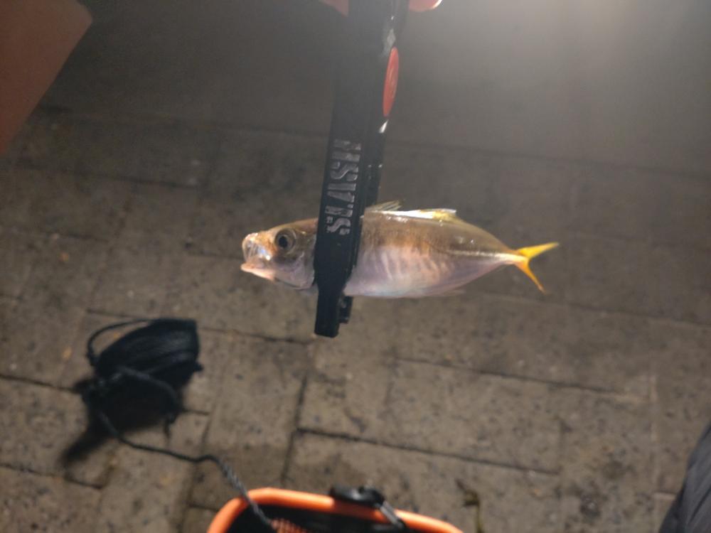 シーサイドコスモ アジング⇨サヨリング