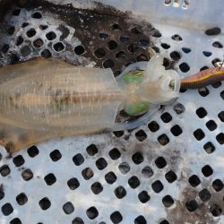 今年も秋アオリ渋い