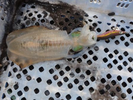 今年も秋アオリ渋い