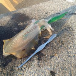 越前海岸テトラエギング