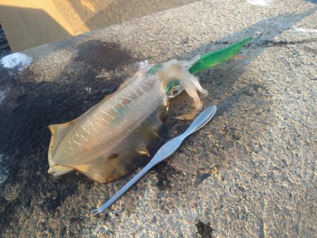 越前海岸テトラエギング