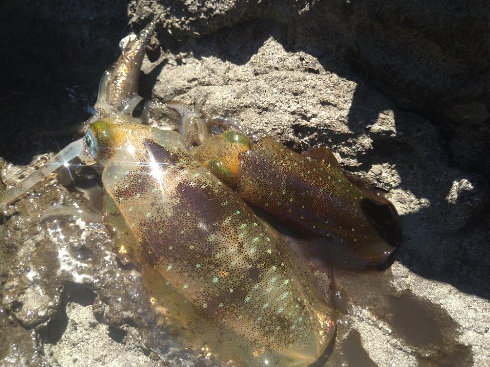 デイ磯エギング