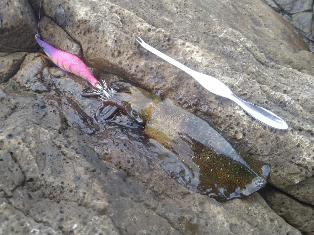 明るくなってからが本番