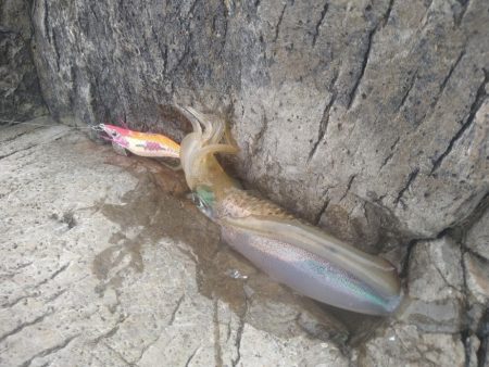 デイロックエギング