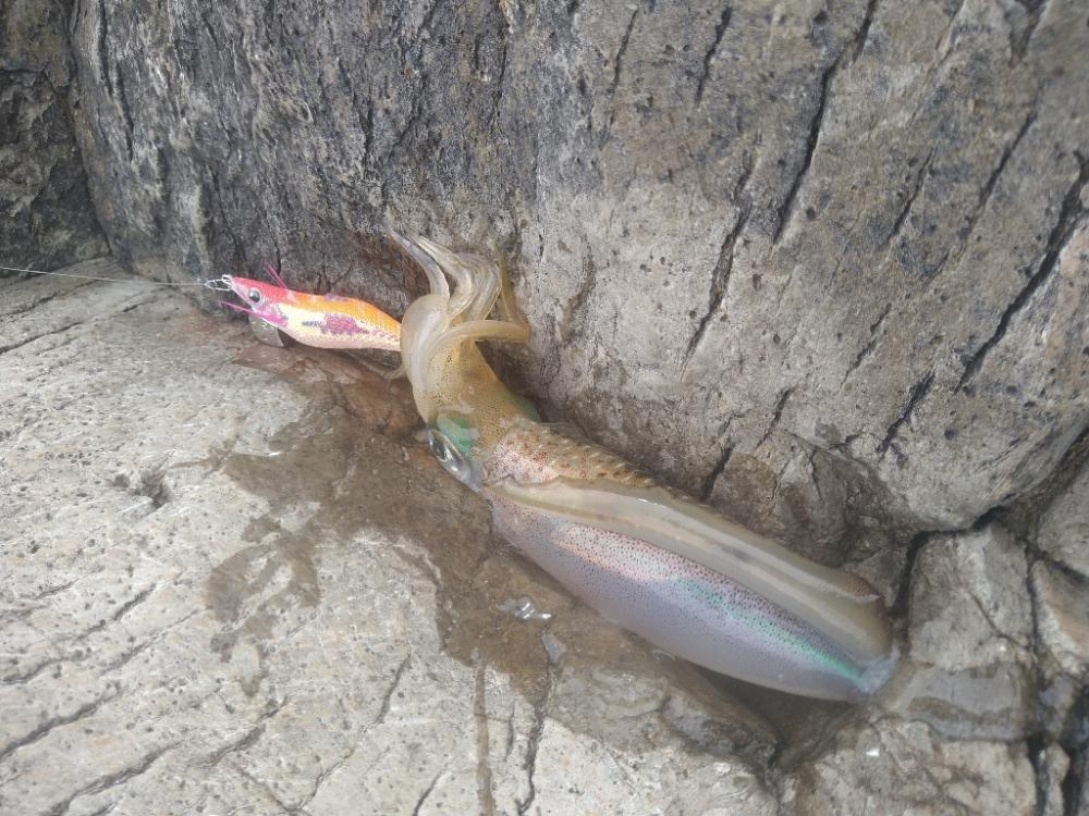 デイロックエギング