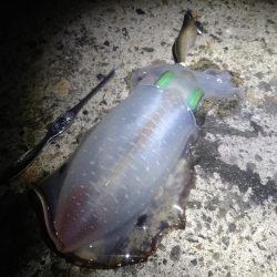 夜中のテトラ帯で逆潮エギング