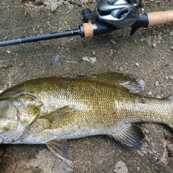 午後より数釣り