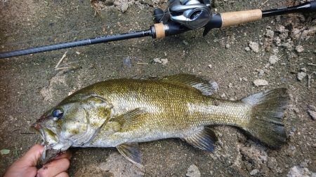 午後より数釣り