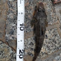 シロギスはしぶい、、、居ない