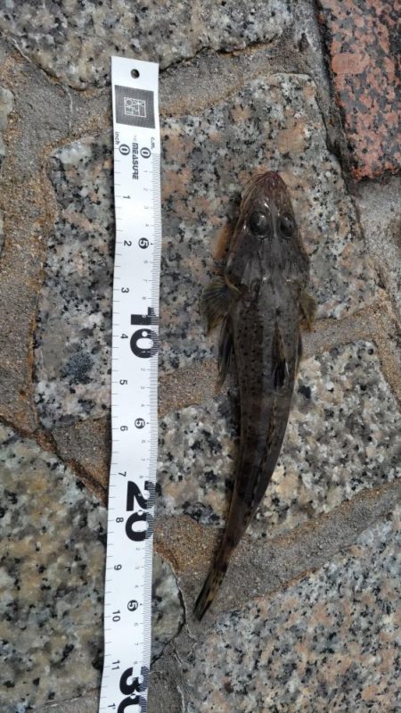 シロギスはしぶい、、、居ない