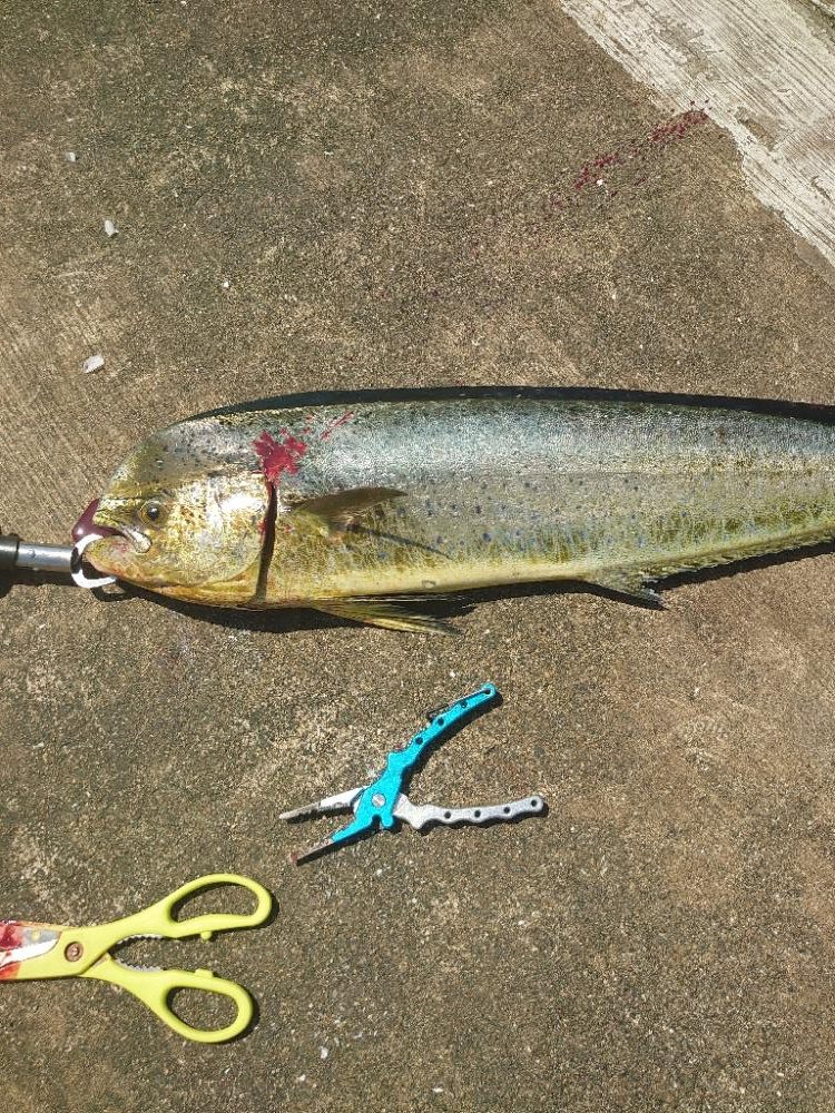 ジャンプする魚