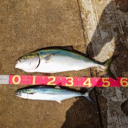 ハマチとサゴシ