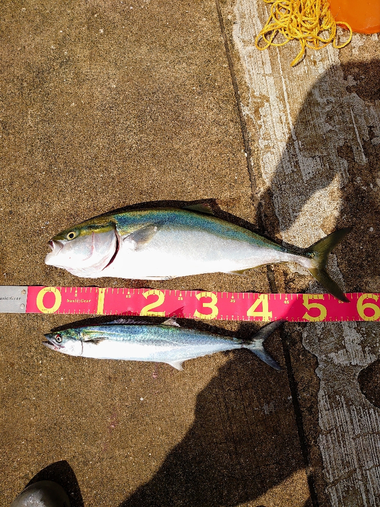 ハマチとサゴシ