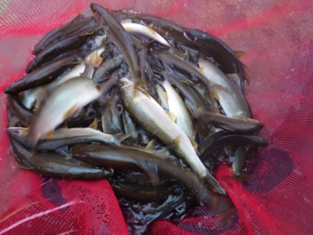 シーズン終盤の匹見川