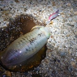 アオリイカシーズン開幕!