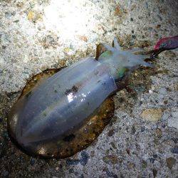 アオリイカを狙って