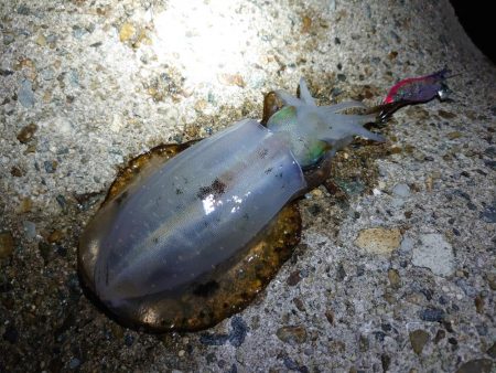 アオリイカを狙って