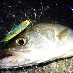 シーバスとイカ