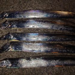 タチウオ狙い🎣